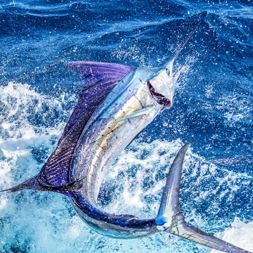 SPECIES – Custom Rod and Reel